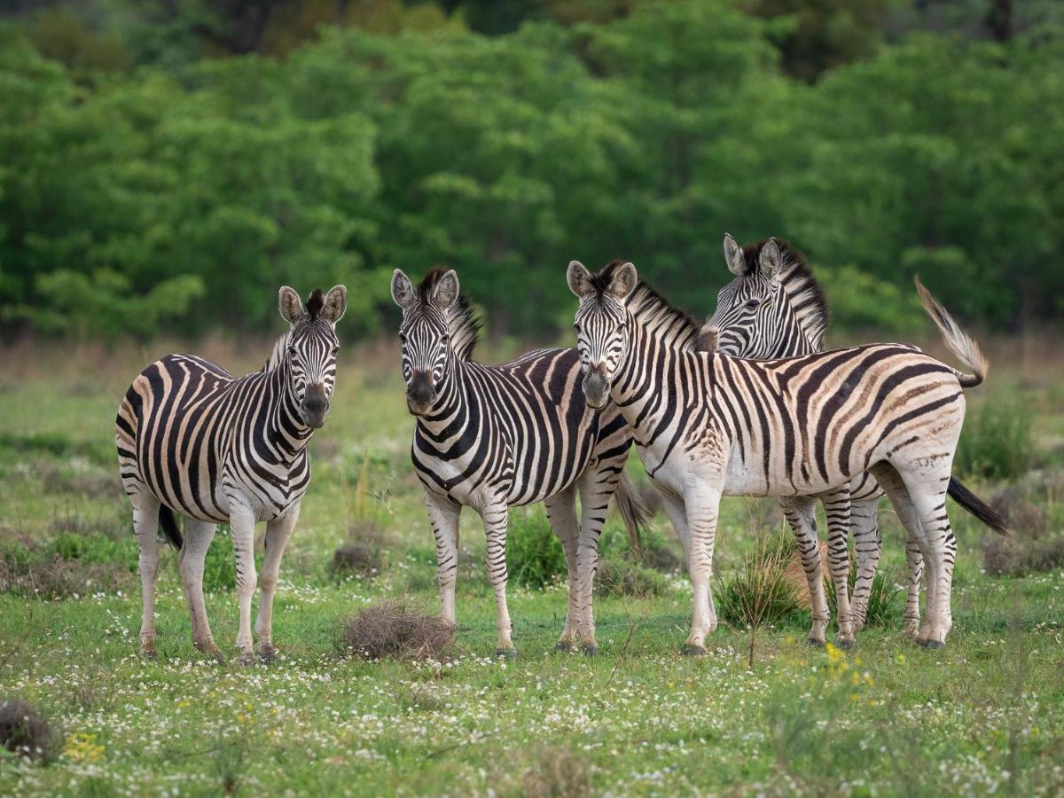 Sofala Lodge Mokopane Eksteriør bilde