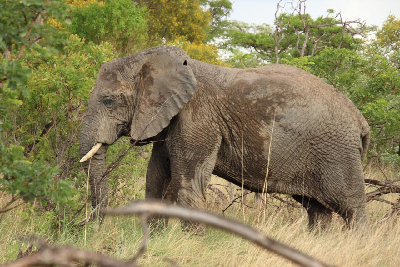 Sofala Lodge Mokopane Eksteriør bilde