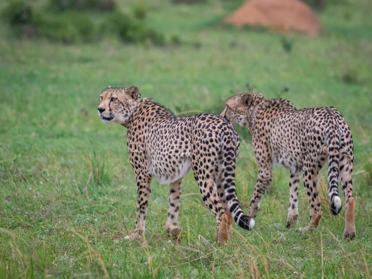 Sofala Lodge Mokopane Eksteriør bilde